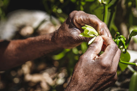 Comment pousse la vanille ? Les secrets de la gousse