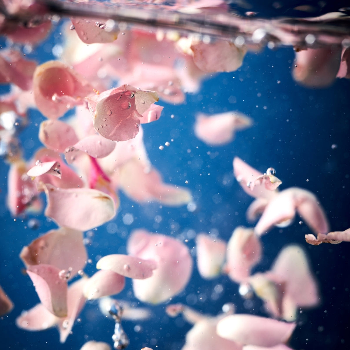roses qui flottent dans l'eau