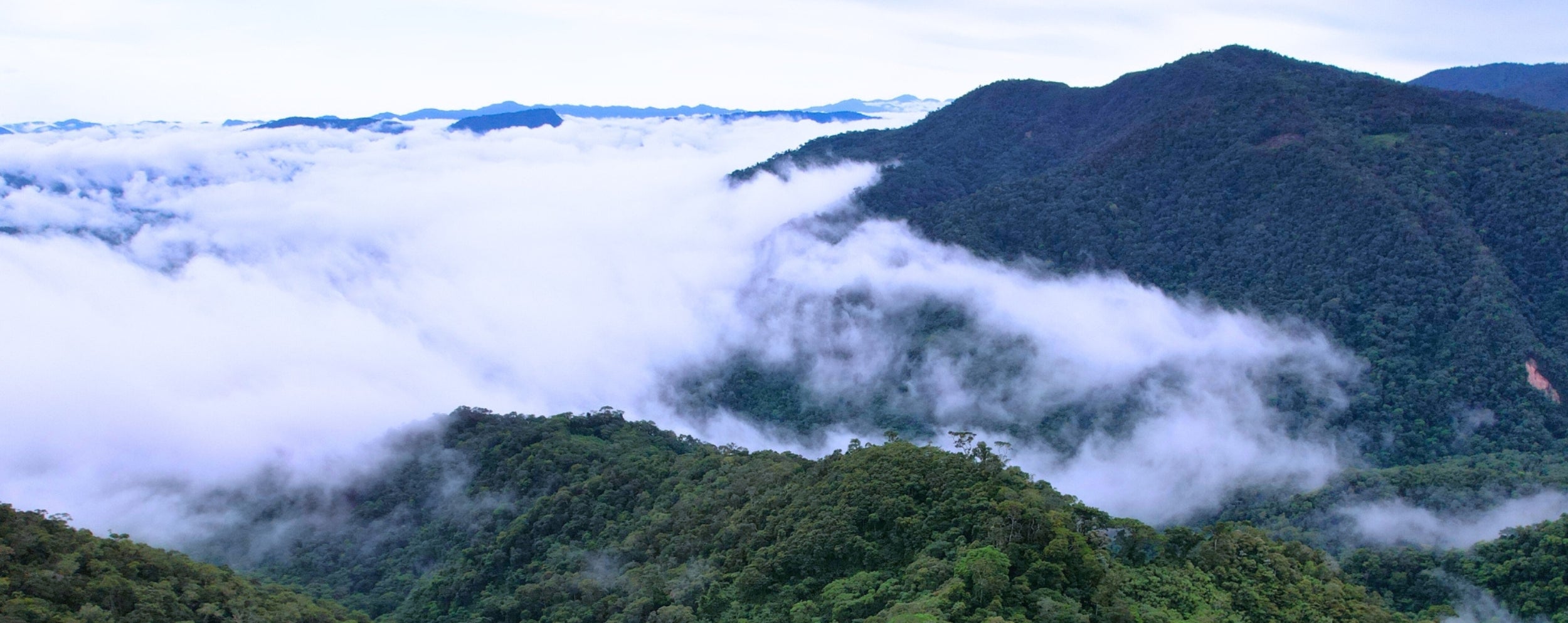 paysage avec ciel nuageux et foret
