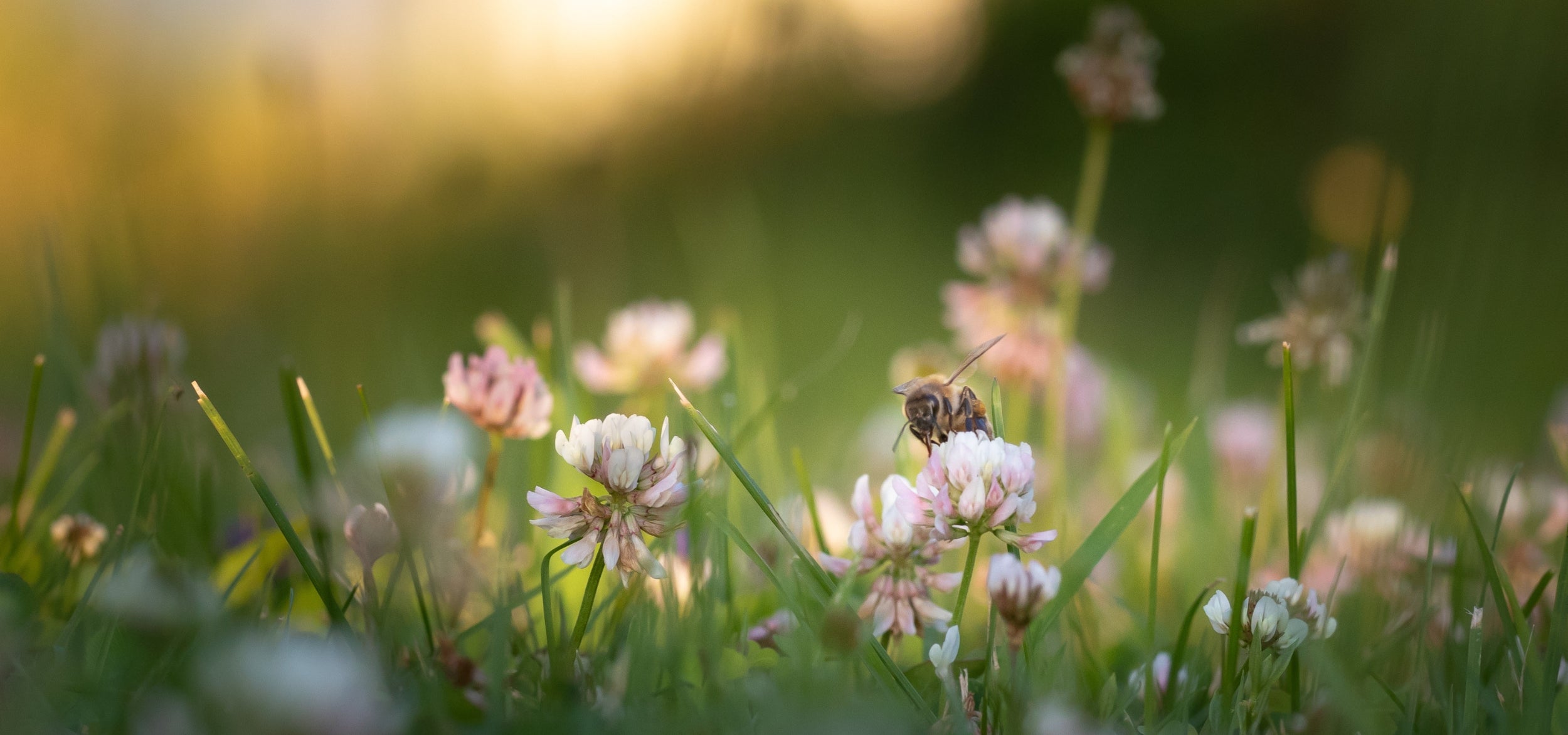 Photo d'une abeille qui butine pour symboliser nos engagements 