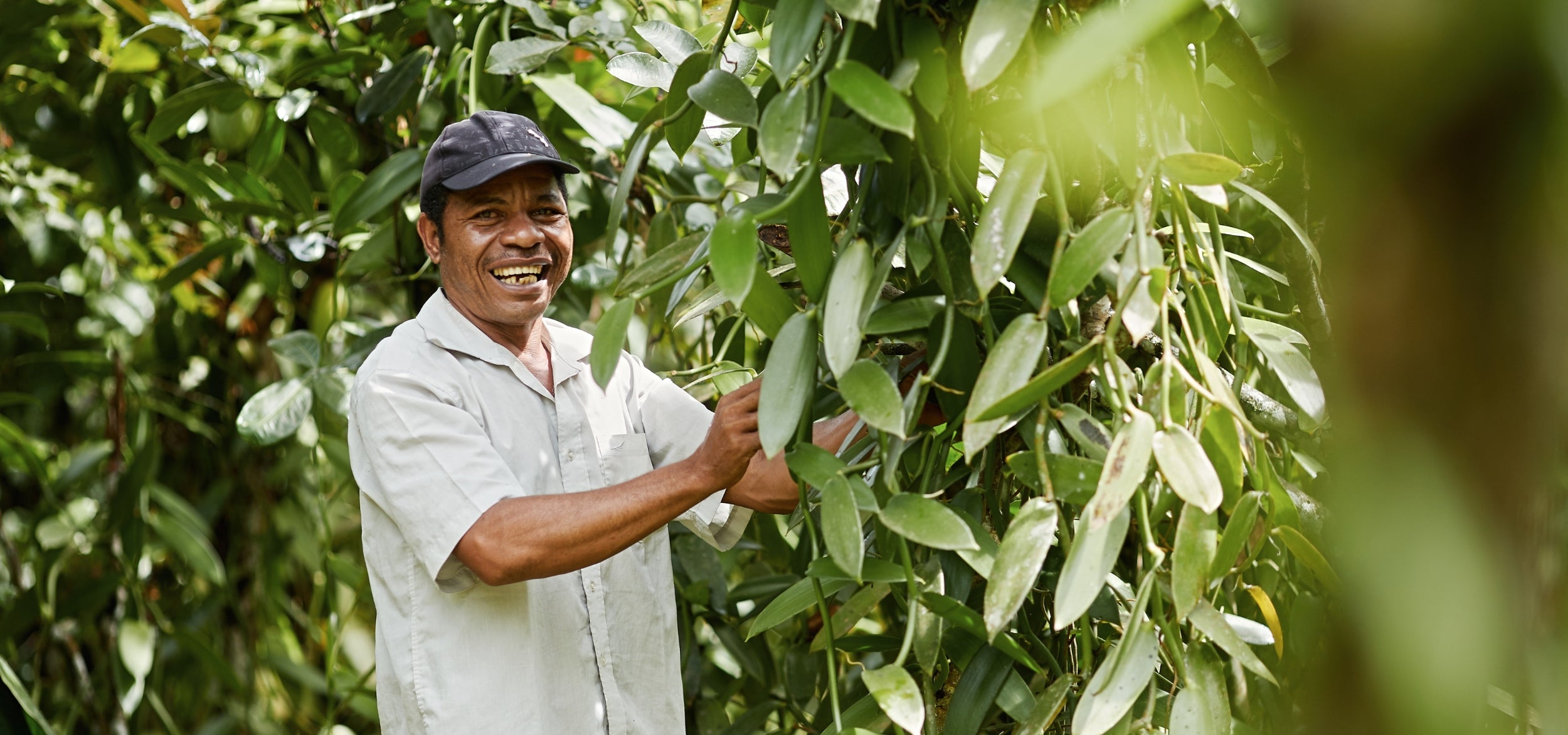 Producteur de cacao